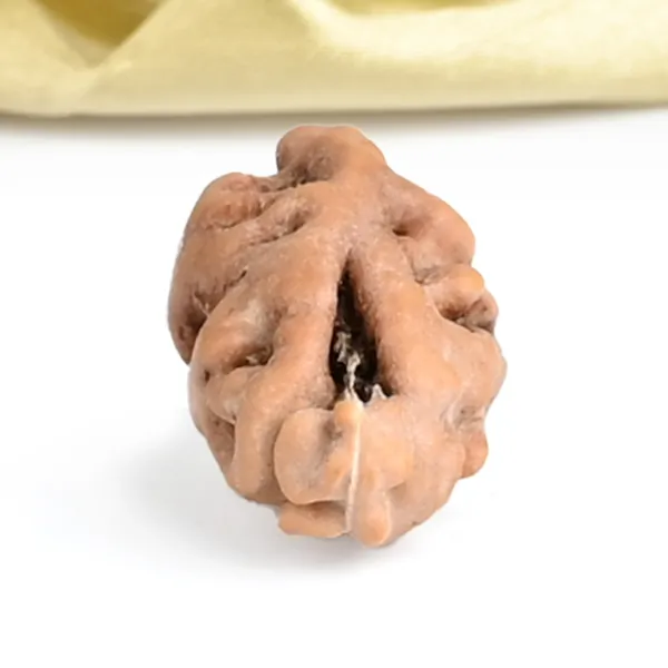 Techpandit_1_Mukhi_Rudraksha_Bead_Java_Indonesia_Large