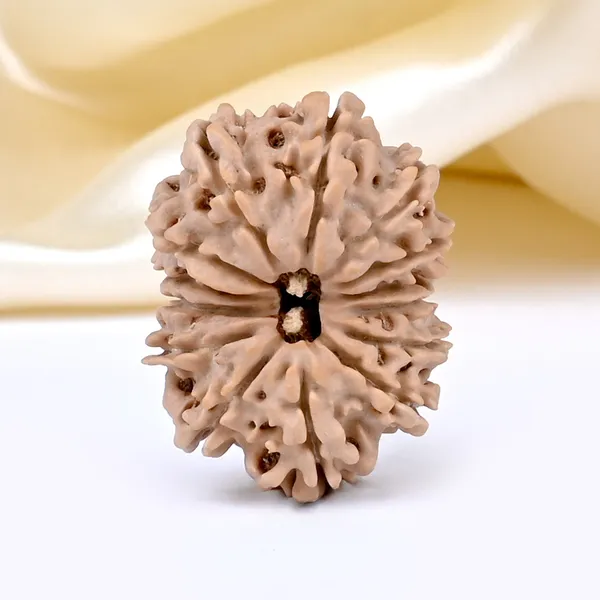 14_Mukhi_Rudraksha_Bead_Nepal_Origin_Deva_Mani