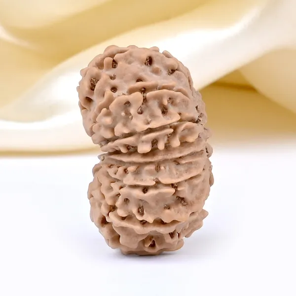 14_Mukhi_Rudraksha_Bead_Nepal_Origin_Deva_Mani