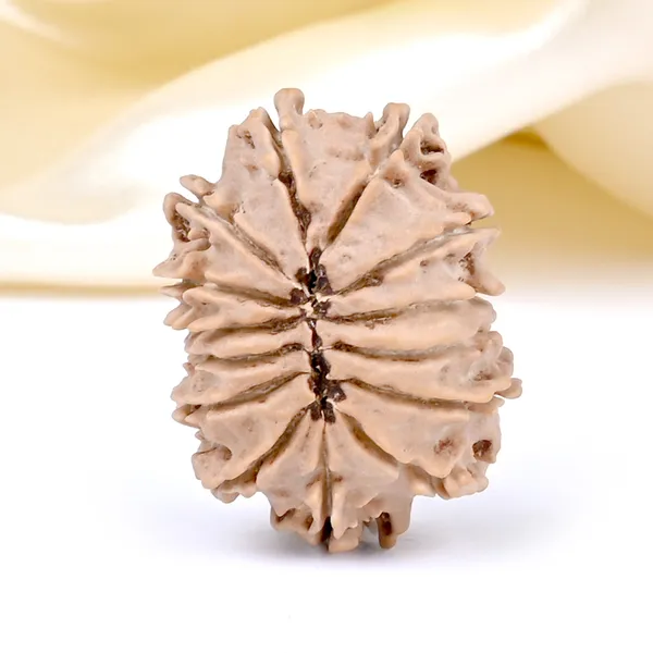 14_Mukhi_Rudraksha_Bead_Nepal_Origin_Deva_Mani