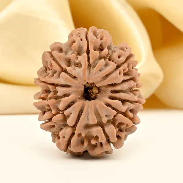 12_Mukhi_From_Nepal_Ccv
