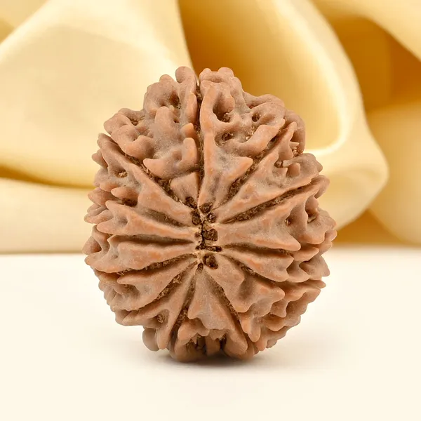 12_Mukhi_From_Nepal_Ccv