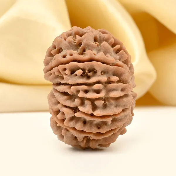 12_Mukhi_From_Nepal_Ccv