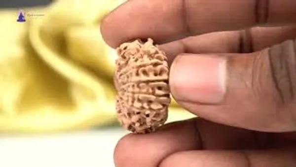 14_Mukhi_From_Nepal_Ccxxxv