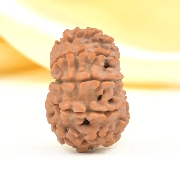 10_Mukhi_From_Nepal_Small_Cdlxiii