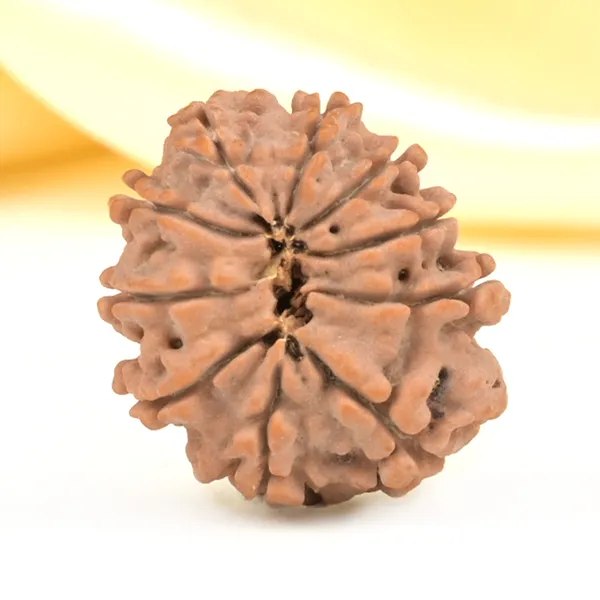 10_Mukhi_From_Nepal_Small_Cdlxiii