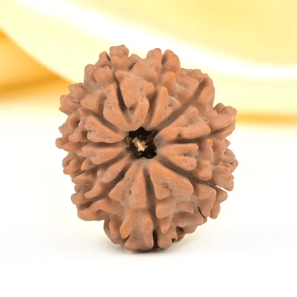 10_Mukhi_From_Nepal_Small_Cdlxiii