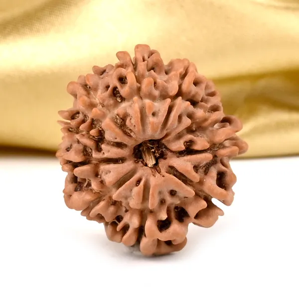 10_Mukhi_From_Nepal_Ccxciii