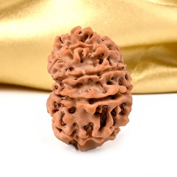 10_Mukhi_From_Nepal_Ccxciii
