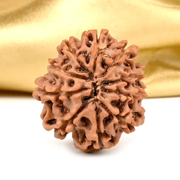 10_Mukhi_From_Nepal_Ccxciii