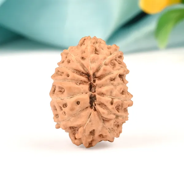 13_Mukhi_From_Java_Indonesia_Large_Clv