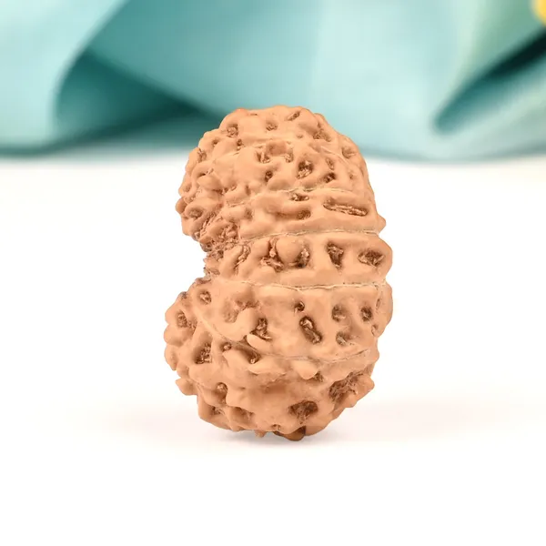 13_Mukhi_From_Java_Indonesia_Large_Clv