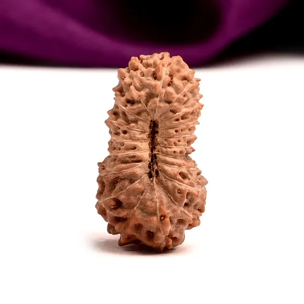 19_Mukhi_Rudraksha_Bead_Indonesia_Origin_Narayana
