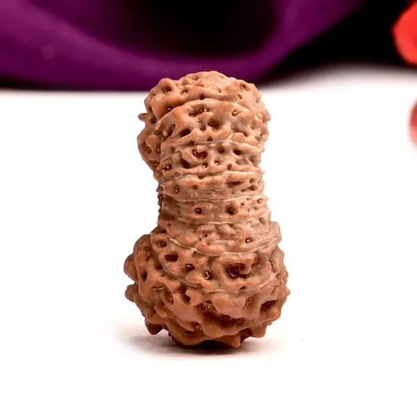 19_Mukhi_Rudraksha_Bead_Indonesia_Origin_Narayana
