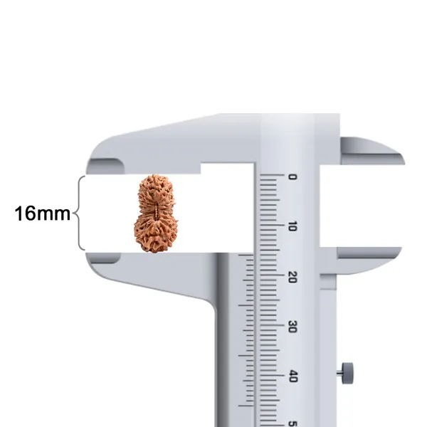 19_Mukhi_Rudraksha_Bead_Indonesia_Origin_Narayana