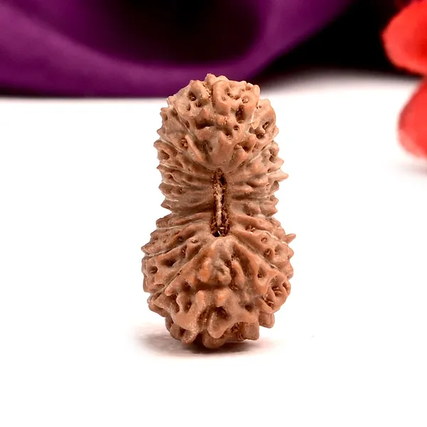 19_Mukhi_Rudraksha_Bead_Indonesia_Origin_Narayana