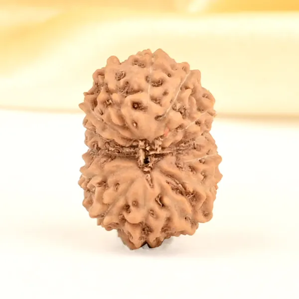 14_Mukhi_Rudraksha_Bead_Indonesia_Brown_Deva_Mani