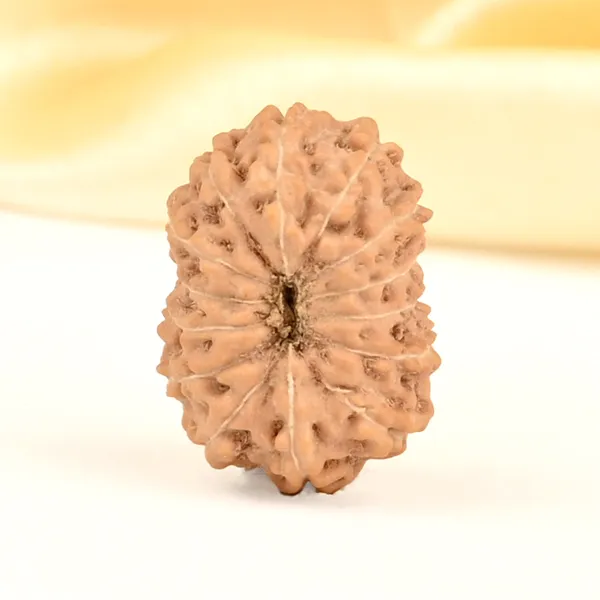 14_Mukhi_Rudraksha_Bead_Indonesia_Brown_Deva_Mani