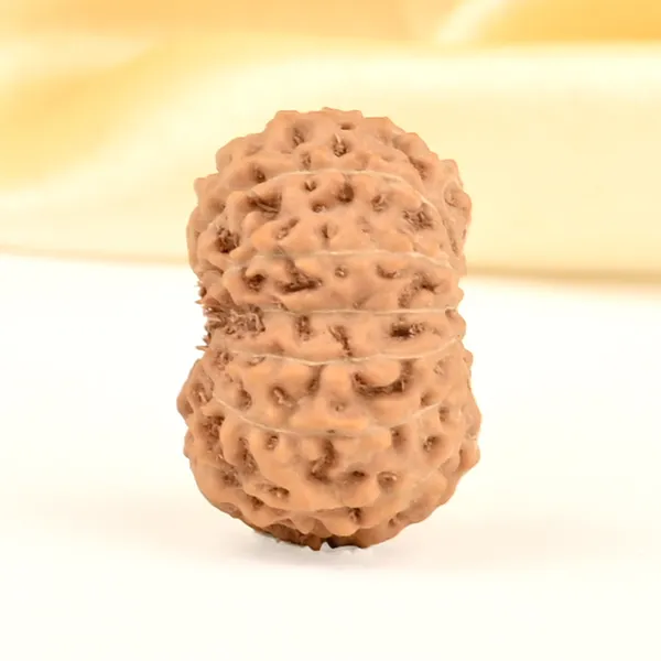 14_Mukhi_Rudraksha_Bead_Indonesia_Brown_Deva_Mani