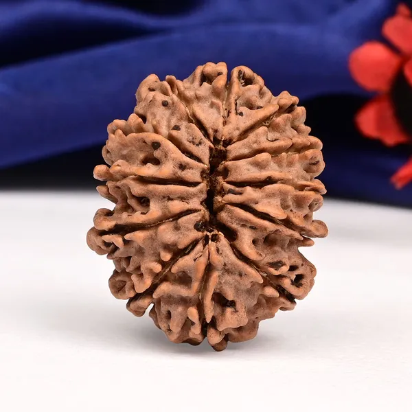 Techpandit_12_Mukhi_Rudraksha_Bead_Nepal_Large