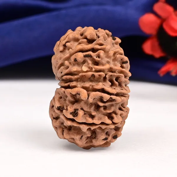 Techpandit_12_Mukhi_Rudraksha_Bead_Nepal_Large