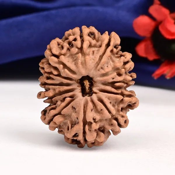 Techpandit_12_Mukhi_Rudraksha_Bead_Nepal_Large