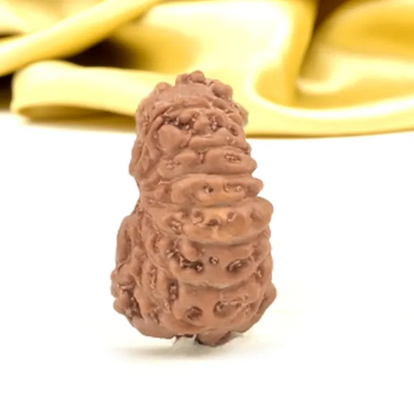 Techpandit_16_Mukhi_Rudraksha_Bead_Indonesia_Small