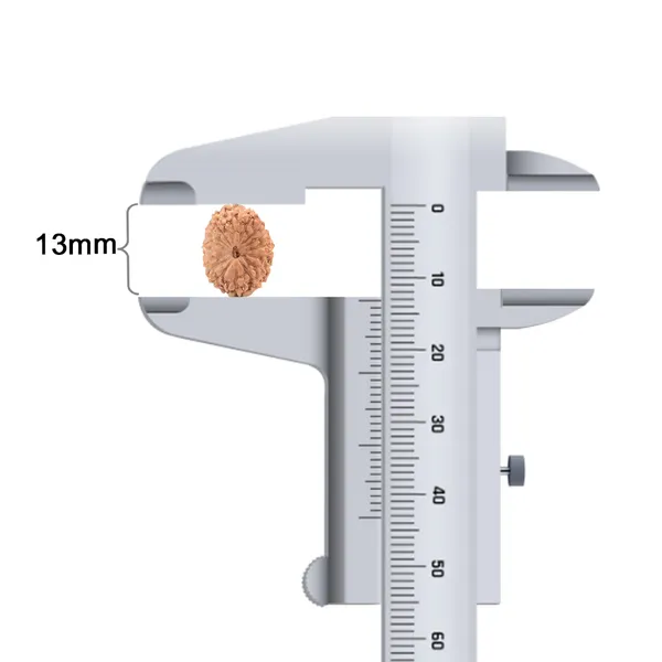 Techpandit_16_Mukhi_Rudraksha_Bead_Indonesia_Small