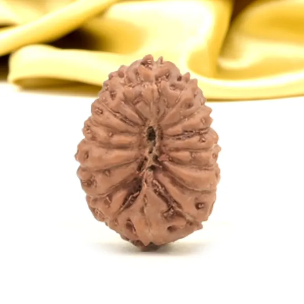 Techpandit_16_Mukhi_Rudraksha_Bead_Indonesia_Small
