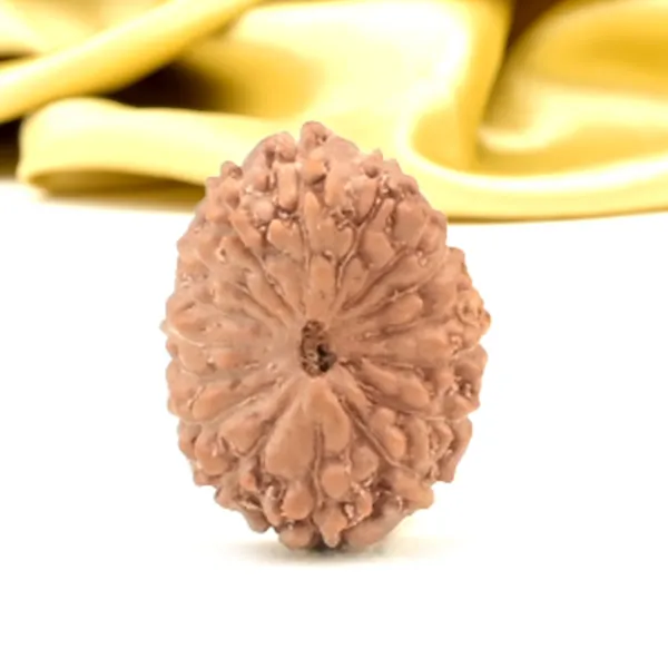Techpandit_16_Mukhi_Rudraksha_Bead_Indonesia_Small