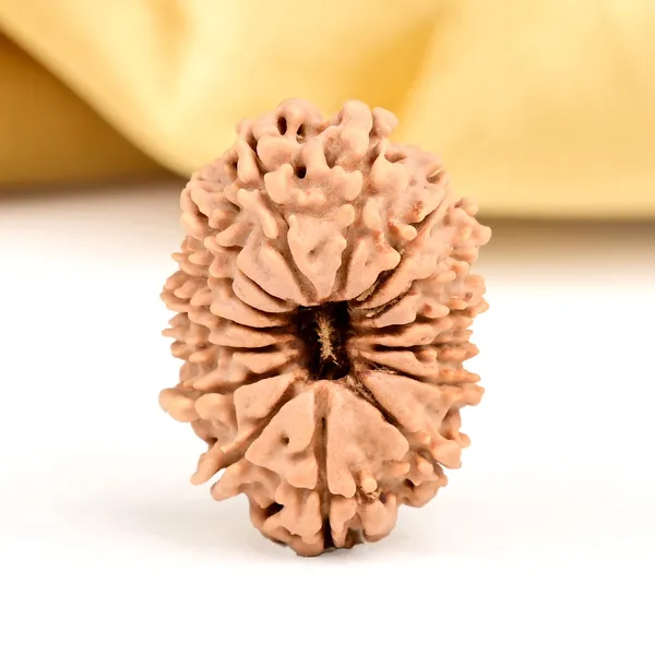 15_Mukhi_From_Nepal_Small_Clviii