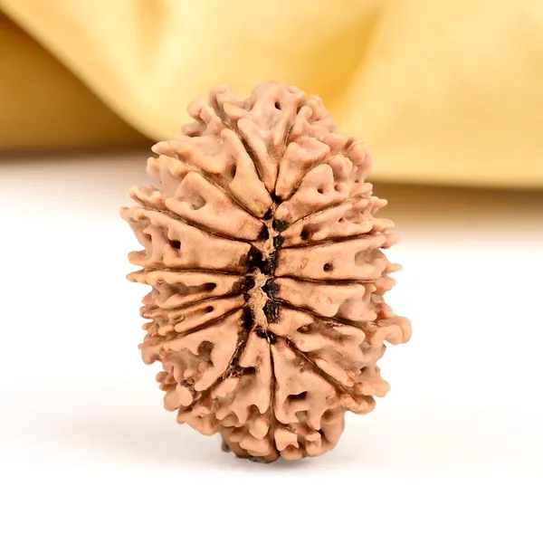 15_Mukhi_From_Nepal_Small_Clviii