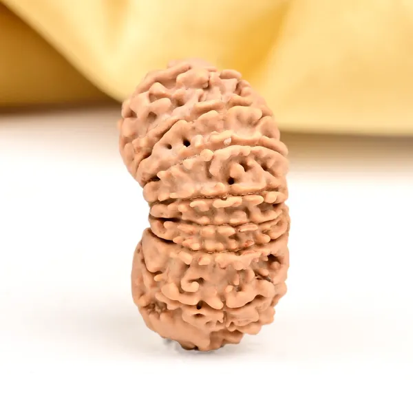 15_Mukhi_From_Nepal_Small_Clviii