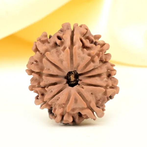 Techpandit_11_Mukhi_Nepali_Rudraksha_Bead_Brown