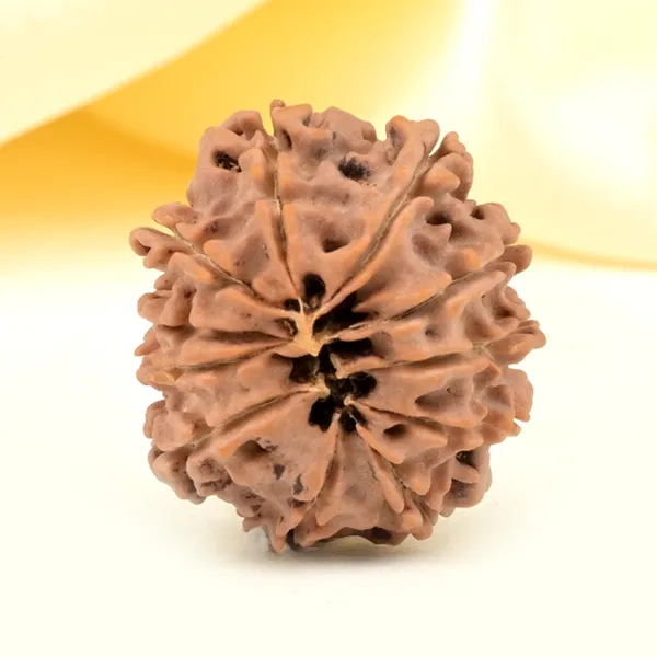 Techpandit_11_Mukhi_Nepali_Rudraksha_Bead_Brown