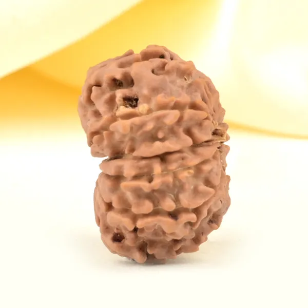 Techpandit_11_Mukhi_Nepali_Rudraksha_Bead_Brown
