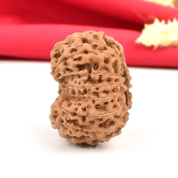 15_Mukhi_From_Java_Indonesia_Large_Cxxi