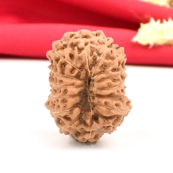 15_Mukhi_From_Java_Indonesia_Large_Cxxi