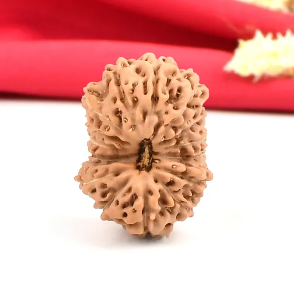 15_Mukhi_From_Java_Indonesia_Large_Cxxi