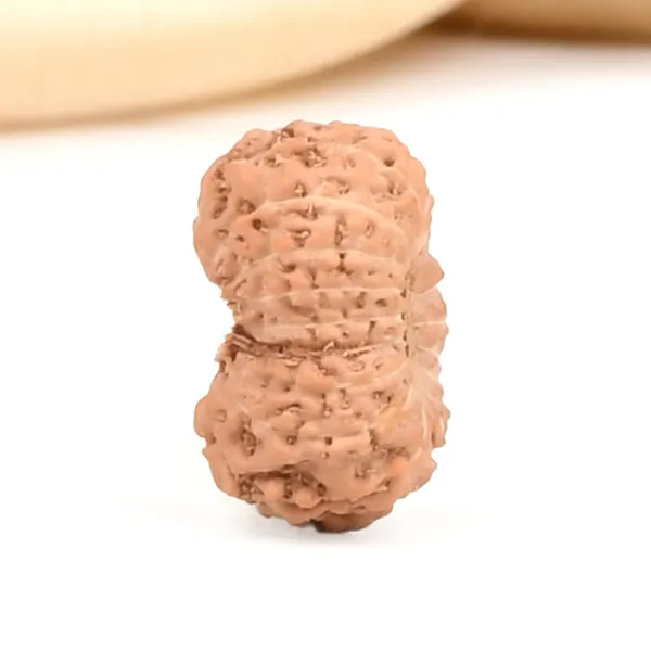 17_Mukhi_From_Java_Indonesia_Small_Ccxl