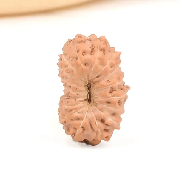 17_Mukhi_From_Java_Indonesia_Small_Ccxl