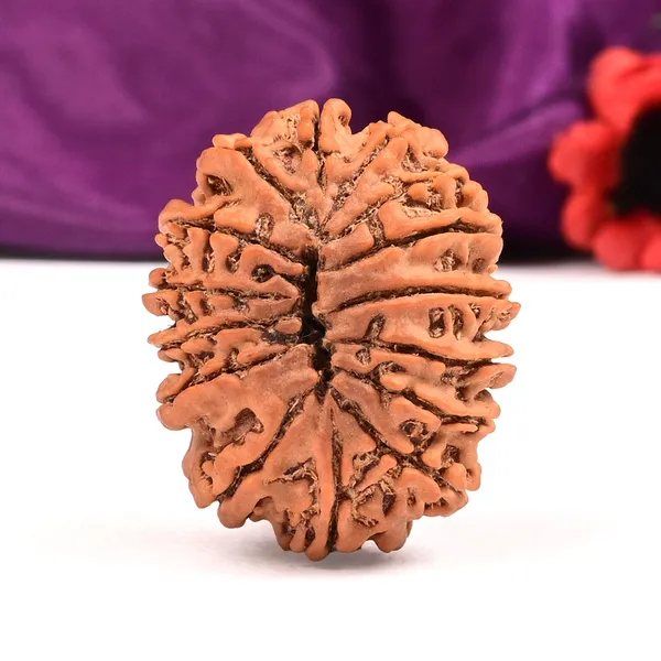 15_Mukhi_From_Nepal_Large_Xlv