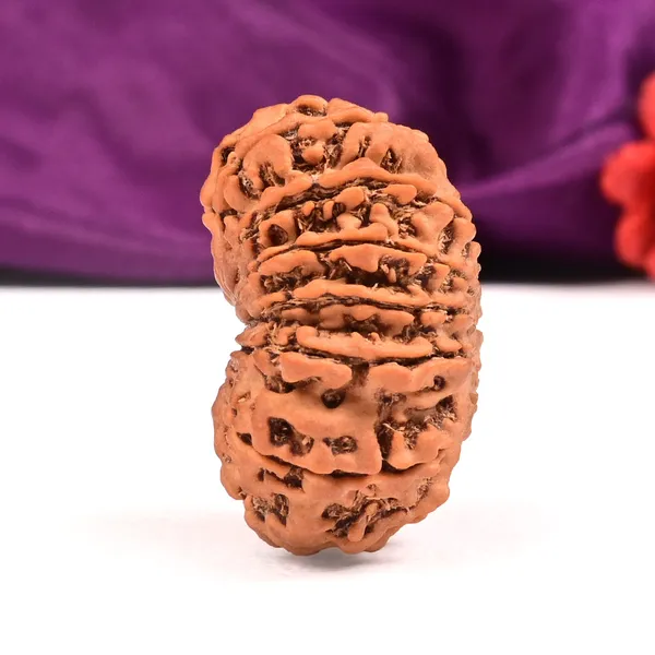 15_Mukhi_From_Nepal_Large_Xlv