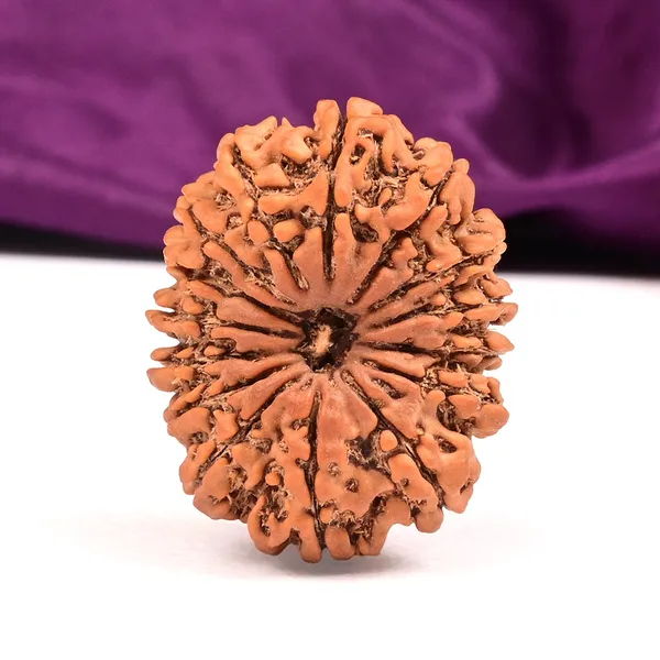 15_Mukhi_From_Nepal_Large_Xlv