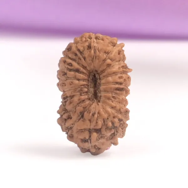 18_Mukhi_From_Java_Indonesia_Tiny_Vi