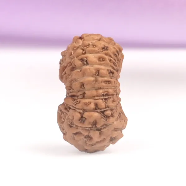 18_Mukhi_From_Java_Indonesia_Tiny_Vi