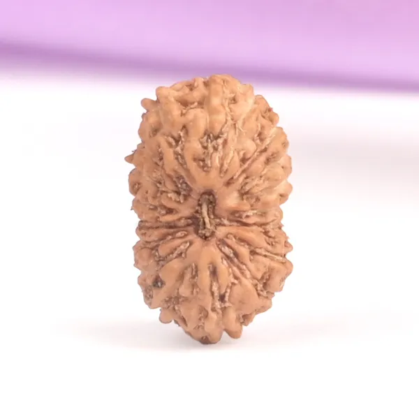 18_Mukhi_From_Java_Indonesia_Tiny_Vi