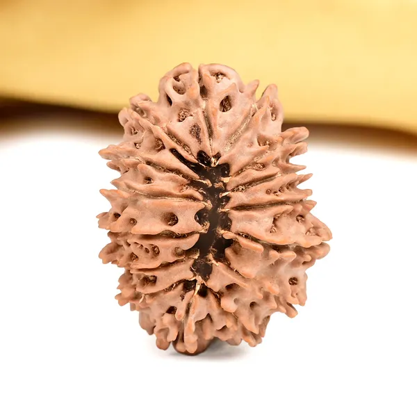 15_Mukhi_Rudraksha_Large_Bead_From_Nepal