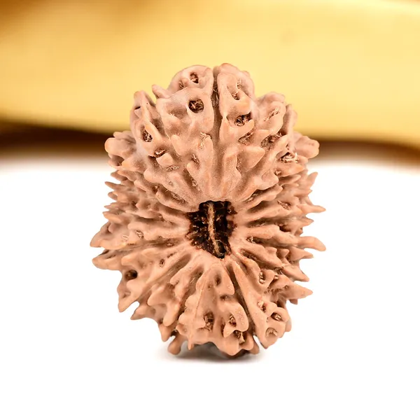 15_Mukhi_Rudraksha_Large_Bead_From_Nepal