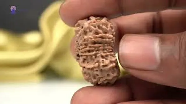 15_Mukhi_Rudraksha_Large_Bead_From_Nepal